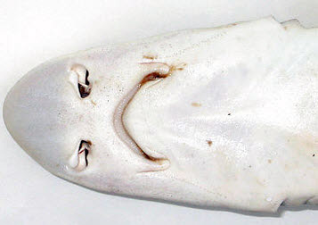 Mustelus punctulatus_02.jpg